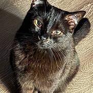 Ramsey joined the competition — help win amazing prizes! cat, black_cat, pet, feline, whiskers, green_eyes, close_up, portrait, fur, ears, paws, sitting, indoor, hardwood_floor, shadow, sunlight, texture, looking_up, adorable, curious