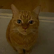 Phoenix joined the competition — help win amazing prizes! animal, carpet, cat, cozy, cute, domestic, ears, eyes, feline, floor, furniture, ginger_cat, home, indoor, looking_up, pet, portrait, sitting, whiskers, wood_floor