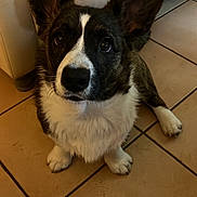 Artüs a rejoint le concours — aidez-le/la à gagner de superbes lots ! animal, black, brown, canine, companion, corgi, cute, dog, domestic, ears, floor, fur, furniture, household, indoor, looking_up, pet, puppy, tile, white