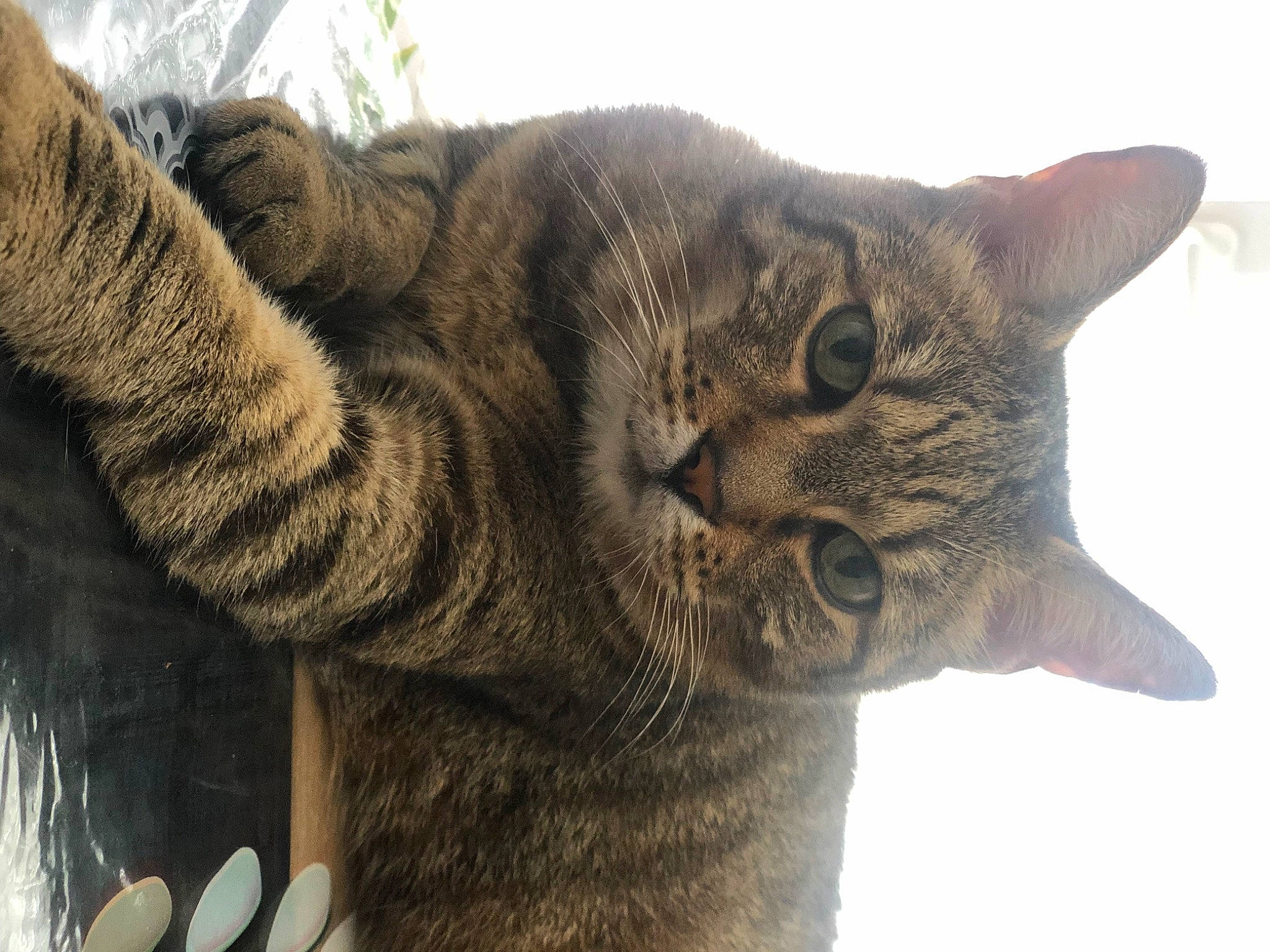 Zouzou participe au concours pour gagner de l'argent avec cette photo : carnivore, cat, claw, domestic_short_haired_cat, eye, felidae, fur, gesture, kitchen_utensil, paw, plant, small_to_medium_sized_cats, snout, tail, terrestrial_animal, tree, whiskers, wildlife, window