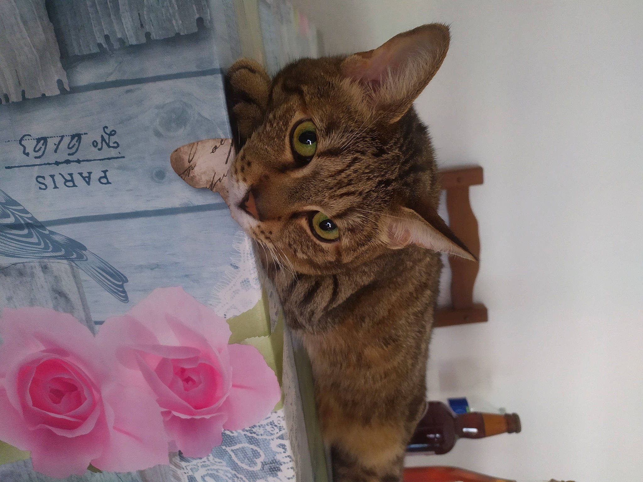 Zouzou a rejoint le concours — aidez-le/la à gagner de superbes lots ! carnivore, cat, cat_supply, claw, domestic_short_haired_cat, fawn, felidae, flower, fur, paw, petal, plant, rose, rose_family, rose_order, sitting, small_to_medium_sized_cats, snout, tail, whiskers