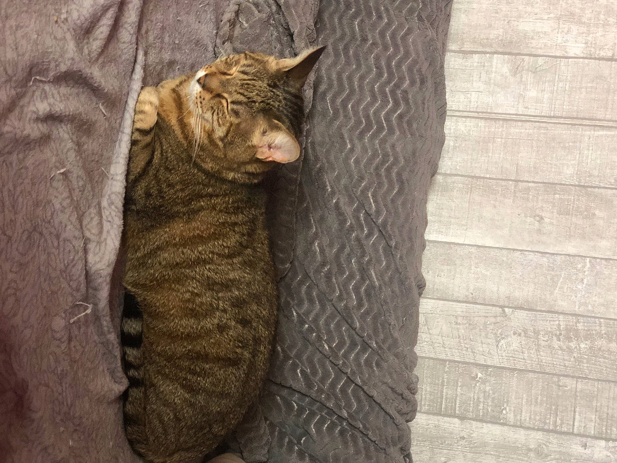 Zouzou participe au concours pour gagner de l'argent avec cette photo : carnivore, cat, domestic_short_haired_cat, door, eye, fawn, felidae, fur, grey, plant, rope, small_to_medium_sized_cats, snout, tail, terrestrial_animal, tree, trunk, whiskers, window, wood