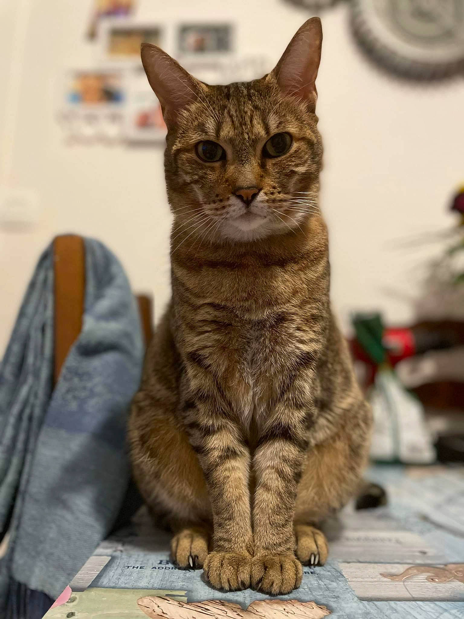 Zouzou a rejoint le concours — aidez-le/la à gagner de superbes lots ! carnivore, cat, claw, domestic_short_haired_cat, felidae, fur, paw, sitting, small_to_medium_sized_cats, snout, tail, terrestrial_animal, tree, whiskers, wildlife