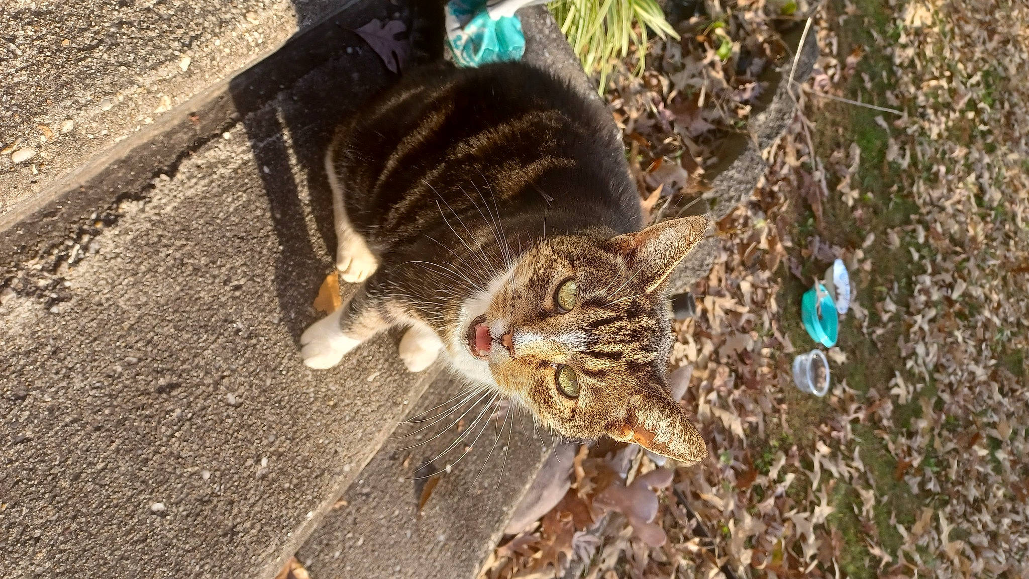 Mommy joined the competition — help win amazing prizes! asphalt, carnivore, cat, domestic_short_haired_cat, felidae, fur, grass, organism, plant, road_surface, small_to_medium_sized_cats, soil, tail, terrestrial_animal, tree, whiskers, wildlife