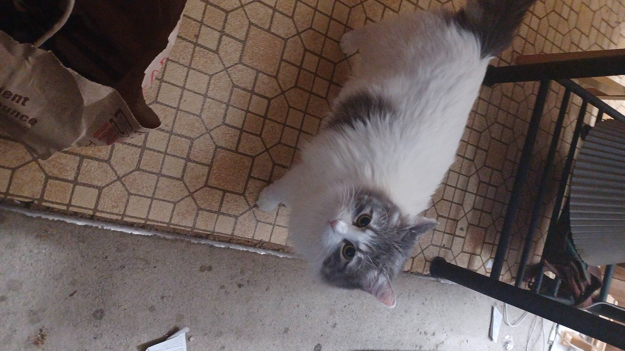 Cammie joined the competition — help win amazing prizes! carnivore, cat, companion_dog, dog_breed, fawn, feather, felidae, floor, flooring, foot, grey, hardwood, road_surface, small_to_medium_sized_cats, snout, sporting_group, tail, whiskers, wing, wood