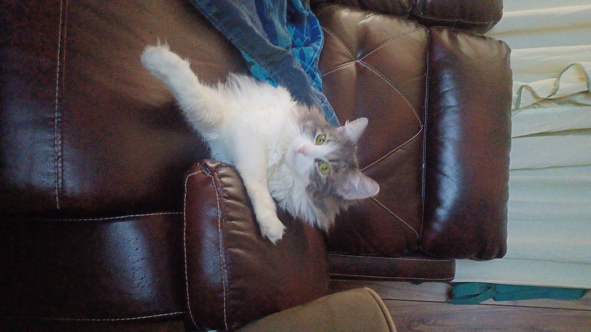 Cammie is registered to the contest to win money with this photo: carnivore, cat, chair, claw, comfort, companion_dog, couch, fawn, felidae, fur, lap, leather, natural_material, paw, room, small_to_medium_sized_cats, tail, textile, whiskers, wood