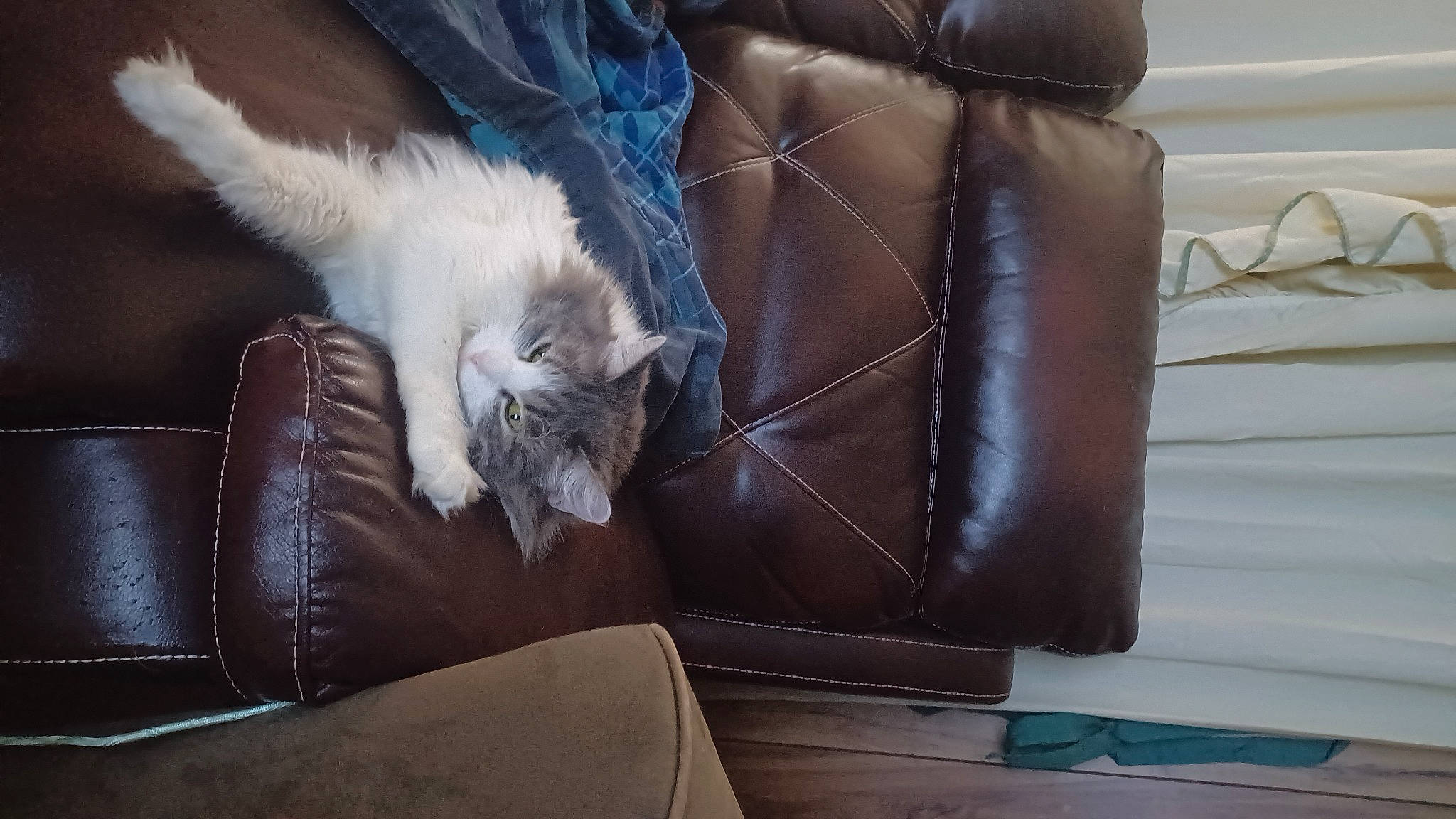 Cammie joined the competition — help win amazing prizes! brown, carnivore, cat, comfort, companion_dog, couch, electric_blue, felidae, fur, hardwood, human_leg, leather, room, sitting, small_to_medium_sized_cats, studio_couch, tail, textile, whiskers, wood