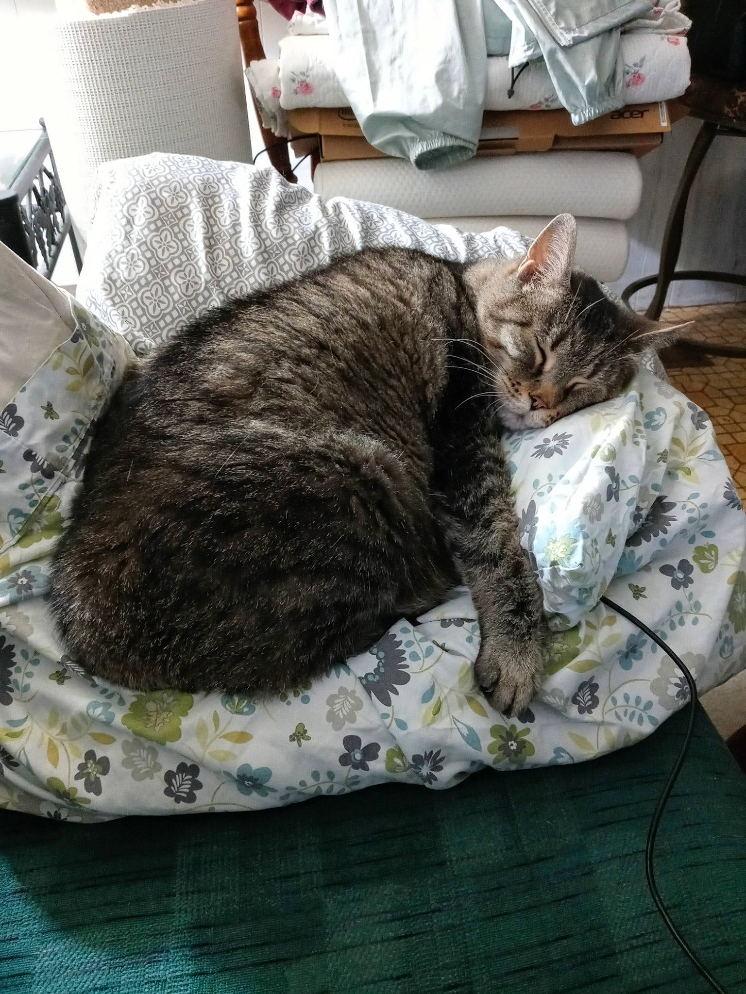 Jack is registered to the contest to win money with this photo: carnivore, cat, comfort, domestic_short_haired_cat, felidae, fur, grey, linens, nap, room, small_to_medium_sized_cats, tail, terrestrial_animal, textile, whiskers