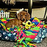 Vinny is registered to the contest to win money with this photo: puppy, dog, dachshund, pet_bed, blanket, plush_toy, indoor, carpet, brown, cute, animal, small_dog, fleece_blanket, decor, stuffed_animal, toy, home, cozy, resting, playful
