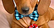 Vinny is registered to the contest to win money with this photo: puppy, dog, dachshund, bow_tie, pet, cute, animal, portrait, indoor, soft_surface, heart_shape, brown, small, young, ears, nose, paws, looking, adorable, companion