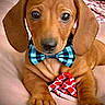 puppy, dog, dachshund, bow_tie, pet, cute, animal, portrait, indoor, soft_surface, heart_shape, brown, small, young, ears, nose, paws, looking, adorable, companion