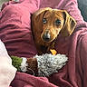 dachshund, puppy, dog, toy, blanket, pink, cozy, fur, pet, cute, animal, indoor, soft, snuggle, looking_up, small_dog, brown_dog, comfort, relaxation, furry_toy