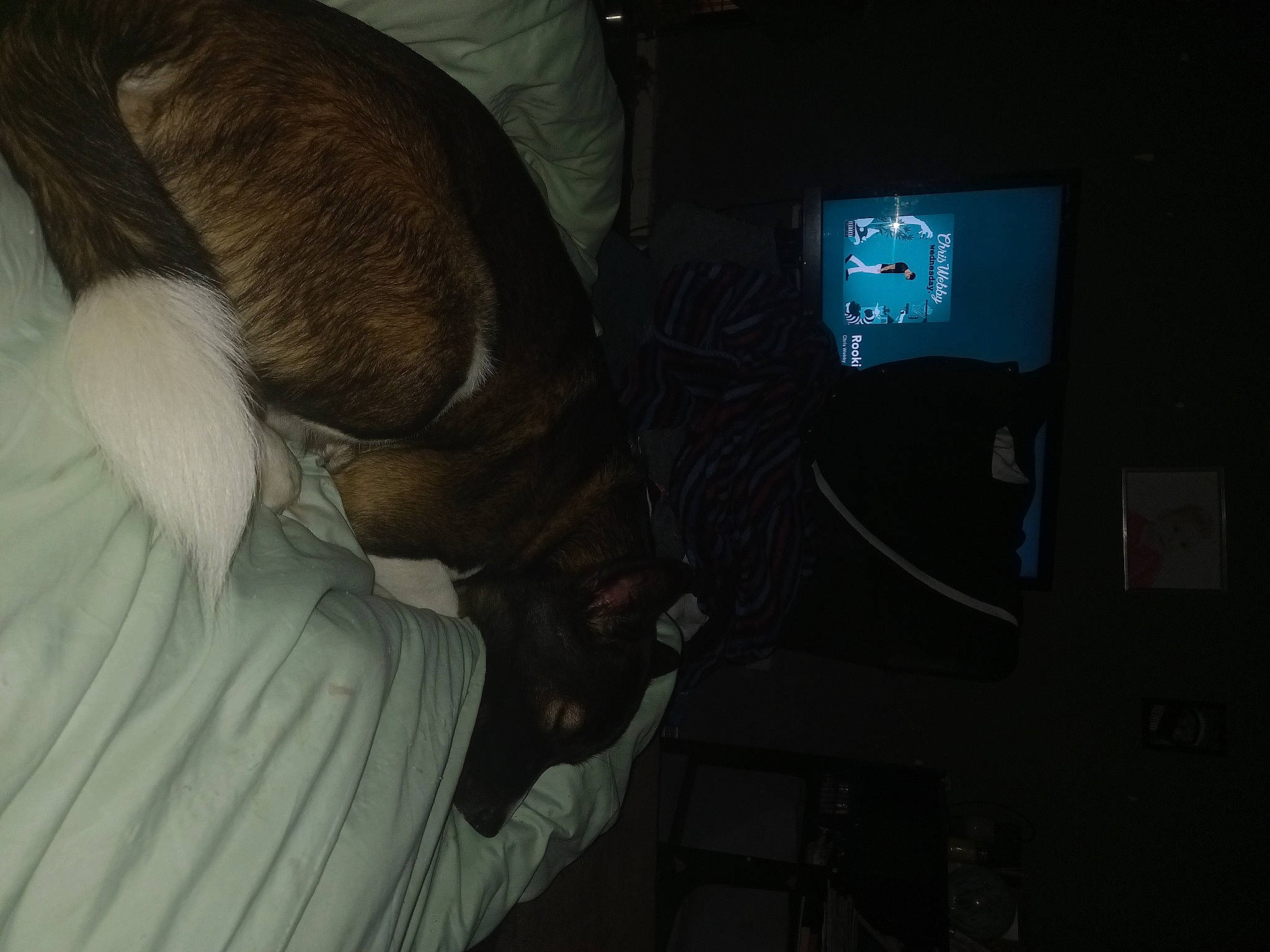 Missy is registered to the contest to win money with this photo: auto_part, canidae, car_seat, comfort, darkness, dog_breed, elbow, fawn, felidae, foot, fur, human_leg, linens, luxury_vehicle, personal_luxury_car, room, sporting_group, tail, thigh, vehicle_door