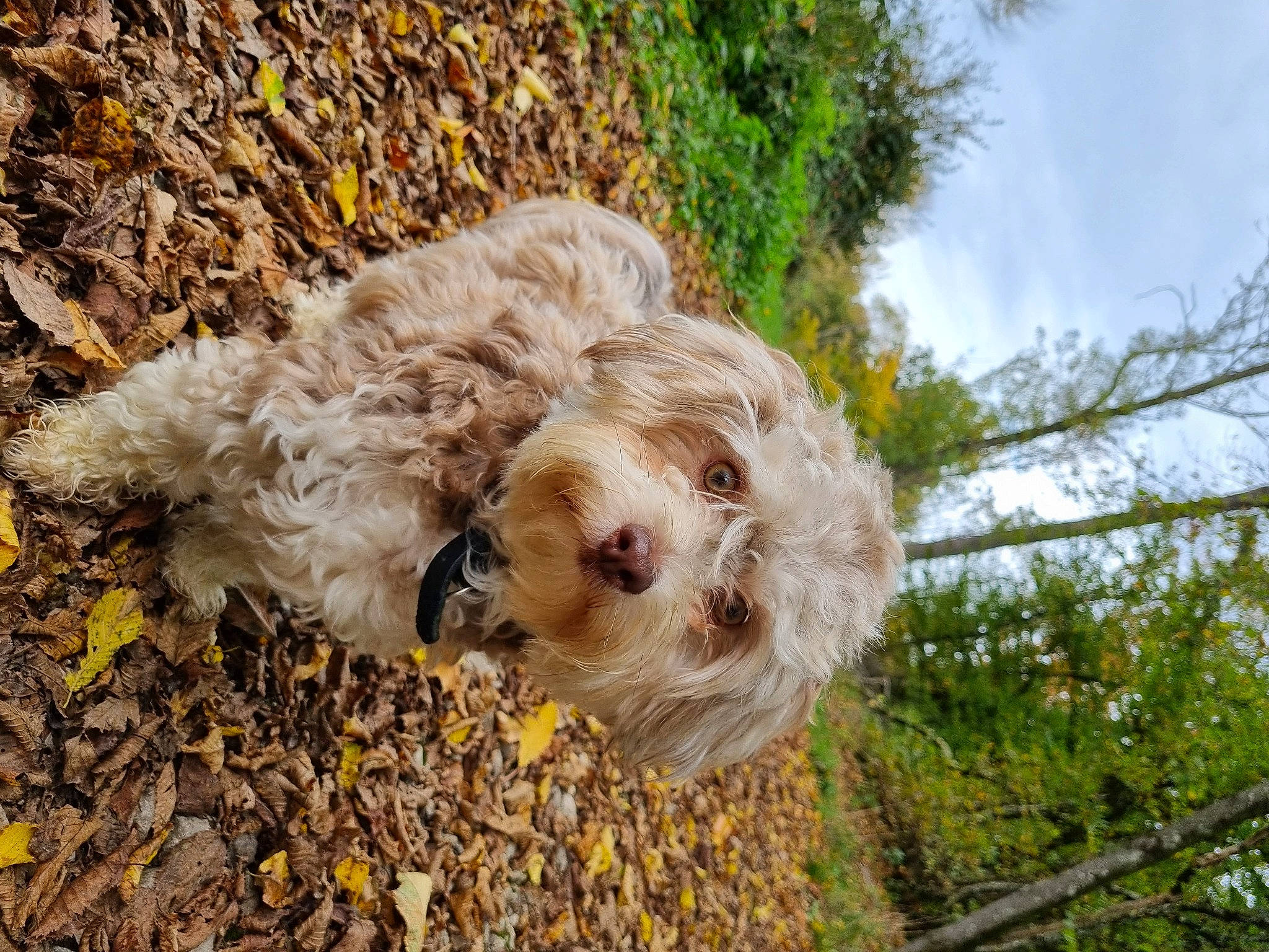 Safran a rejoint le concours — aidez-le/la à gagner de superbes lots ! canidae, carnivore, cloud, companion_dog, dog, dog_breed, fawn, fur, grass, labradoodle, plant, sky, small_terrier, soil, sporting_group, terrier, toy_dog, tree, water_dog, working_animal