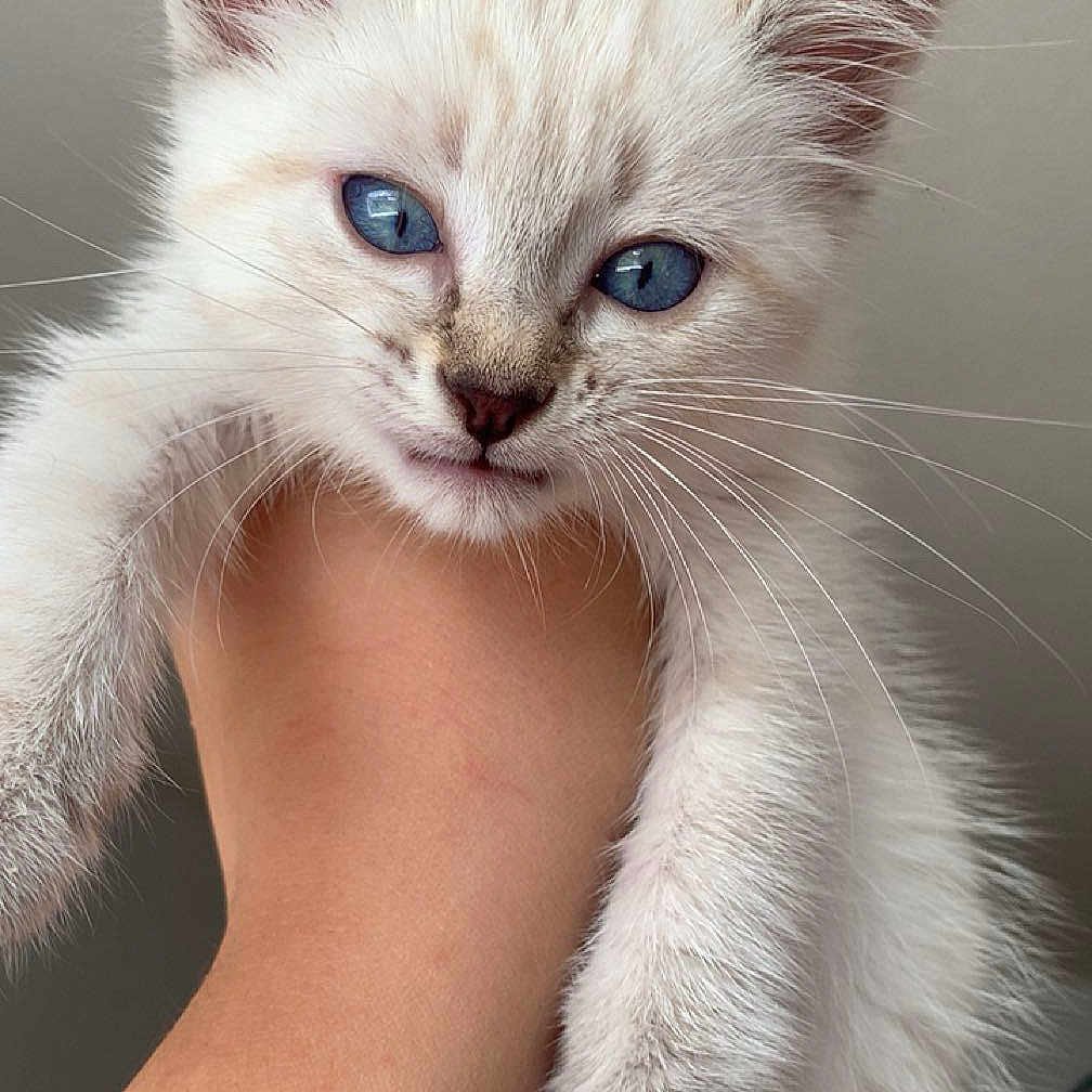 Snow a rejoint le concours — aidez-le/la à gagner de superbes lots ! animal, blue_eyes, bracelet, cat, close_up, curious, cute, domestic_cat, feline, fur, hand, holding, indoor, kitten, paws, pet, portrait, whiskers, white_fur, young_cat