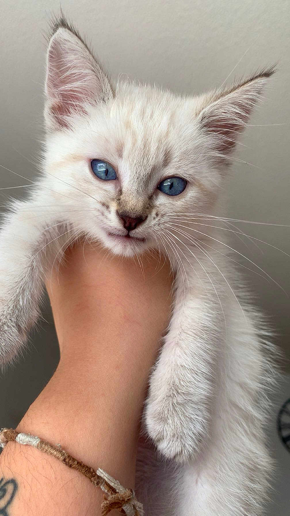 Snow a rejoint le concours — aidez-le/la à gagner de superbes lots ! kitten, cat, blue_eyes, white_fur, close_up, pet, hand, bracelet, whiskers, fur, cute, animal, domestic_cat, young_cat, portrait, indoor, feline, paws, holding, curious