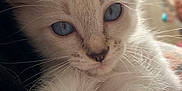 Snow participe au concours pour gagner de l'argent avec cette photo : kitten, cat, blue_eyes, fluffy, paw, close_up, indoor, pet, animal, cute, feline, whiskers, fur, young, portrait, relaxed, cozy, soft_light, domestic_cat, curious