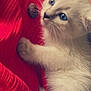 Snow a rejoint le concours — aidez-le/la à gagner de superbes lots ! kitten, cat, blue_eyes, white_fur, pet, animal, cute, furry, clinging, red_sweater, soft_texture, indoor, close_up, young, small, adorable, whiskers, paw, curious, domestic_cat