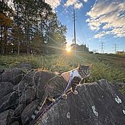 August is registered to the contest to win money with this photo: adventure, animal, cat, clouds, field, grass, harness, leash, nature, outdoor, pet, power_lines, rock, scenery, sky, sun_rays, sunset, tabby_cat, trees, wildlife