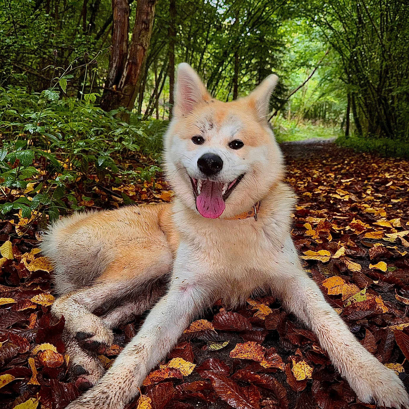 Dixie a rejoint le concours — aidez-le/la à gagner de superbes lots ! animal, autumn, canine, dog, grass, grove, husky, jungle, land, leaf, nature, outdoors, pet, plant, puppy, soil, tree, vegetation, whitedog, woodland