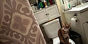 Sally is registered to the contest to win money with this photo: cat, toilet, bathroom, shower_curtain, cabinet, toiletries, trash_can, sink, mirror, paper_towels, pet, curious, indoor, home, feline, pattern, floor, white, clean, domestic