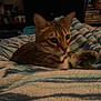 Sally joined the competition — help win amazing prizes! cat, tabby_cat, blanket, striped, indoor, furniture, dresser, cozy, pet, animal, whiskers, relaxed, bedroom, soft_texture, comfort, domestic, fur, resting, home, cute