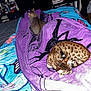 Sally joined the competition — help win amazing prizes! cat, bed, blanket, purple_blanket, striped_cat, spotted_cat, feline, indoor, resting, sleeping_cat, curled_up, bedroom, drawer, shelf, stuffed_toy, clutter, colorful, pet, animal, fur