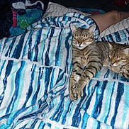 Sally is registered to the contest to win money with this photo: cat, tabby_cat, blanket, striped_blanket, sleeping, nap, cozy, indoor, pet, animal, feline, resting, comfort, bed, human_leg, fur, cute, domestic_cat, relaxation, warm
