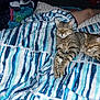 cat, tabby_cat, blanket, striped_blanket, sleeping, nap, cozy, indoor, pet, animal, feline, resting, comfort, bed, human_leg, fur, cute, domestic_cat, relaxation, warm