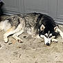 dog, husky, lying_down, concrete_floor, garage_door, pet, animal, fur, black_and_white, resting, paw, ears, nose, canine, quiet, indoor, relaxed, mammal, companion, tired