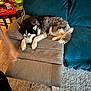 dog, husky, sleeping, couch, recliner, chair, indoor, carpet, foot, hand, table, container, blanket, furniture, relaxing, pet, living_room, cozy, resting, domestic