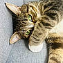 Tibag participe au concours pour gagner de l'argent avec cette photo : cat, tabby, green_eyes, paw, feline, pet, cute, relaxed, cozy, whiskers, fur, striped, closeup, indoor, resting, animal, soft, gray_background, curious, cute_pose