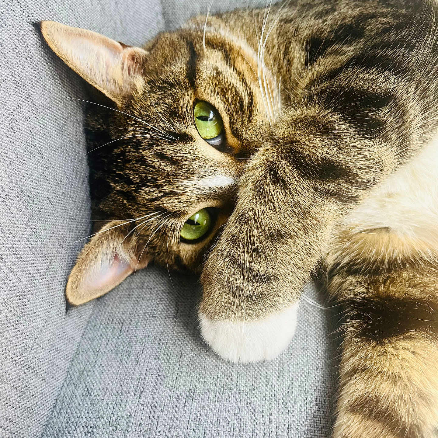 Tibag participe au concours pour gagner de l'argent avec cette photo : animal, cat, closeup, cozy, curious, cute, cute_pose, feline, fur, gray_background, green_eyes, indoor, paw, pet, relaxed, resting, soft, striped, tabby, whiskers