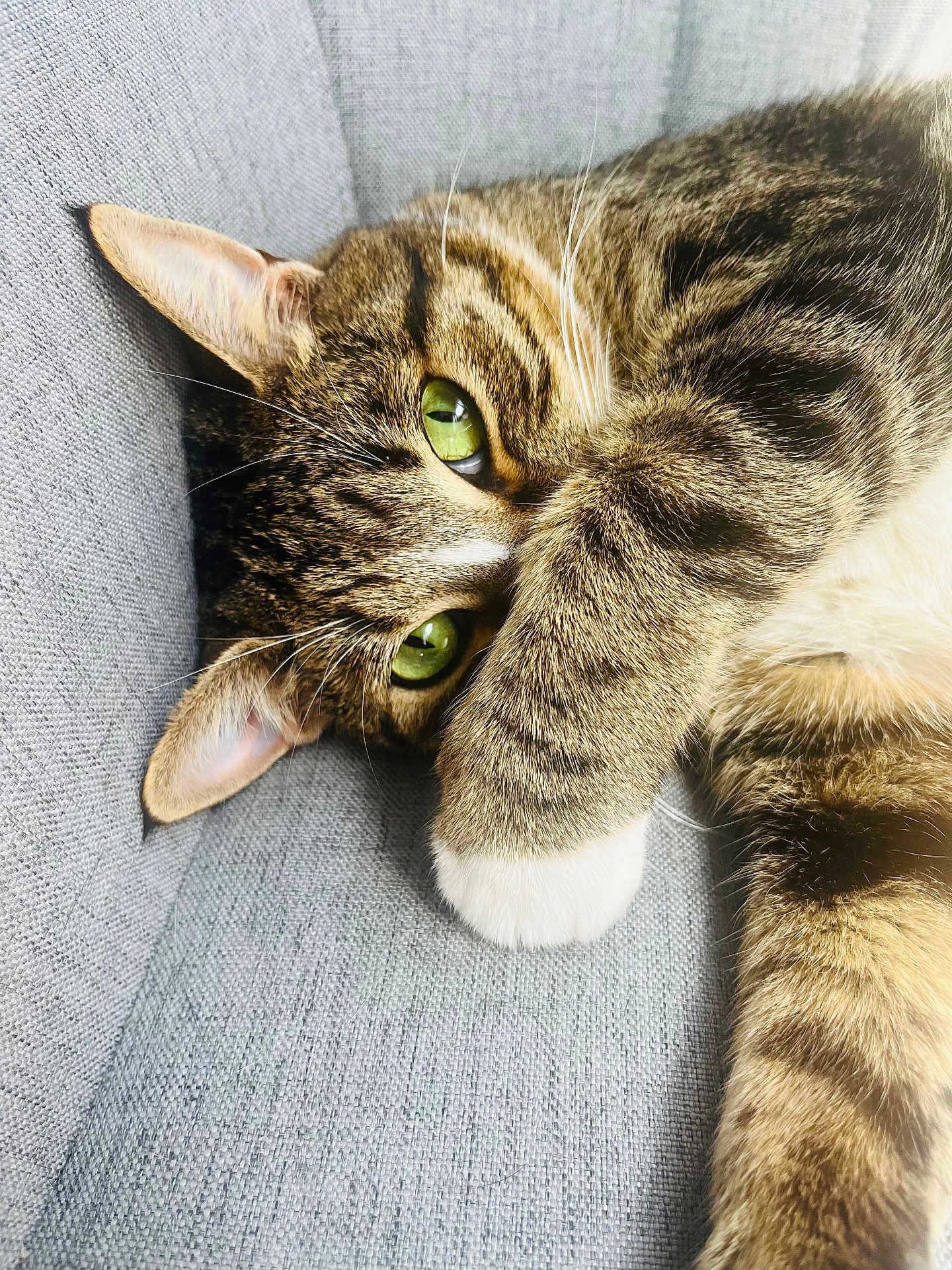 Tibag participe au concours pour gagner de l'argent avec cette photo : cat, tabby, green_eyes, paw, feline, pet, cute, relaxed, cozy, whiskers, fur, striped, closeup, indoor, resting, animal, soft, gray_background, curious, cute_pose