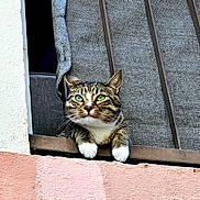Tibag participe au concours pour gagner de l'argent avec cette photo : cat, tabby, green_eyes, window, grill, paws, urban, texture, fabric, wall, pink, curious, resting, animal, pet, looking_out, outdoor, daylight, close_up, portrait