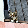 cat, tabby, green_eyes, window, grill, paws, urban, texture, fabric, wall, pink, curious, resting, animal, pet, looking_out, outdoor, daylight, close_up, portrait