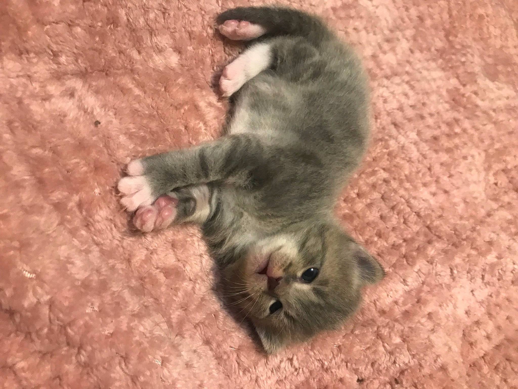 Piper is registered to the contest to win money with this photo: carnivore, cat, cat_toy, claw, comfort, domestic_short_haired_cat, felidae, fur, mammal, paw, sand, small_to_medium_sized_cats, snout, soil, tail, terrestrial_animal, whiskers