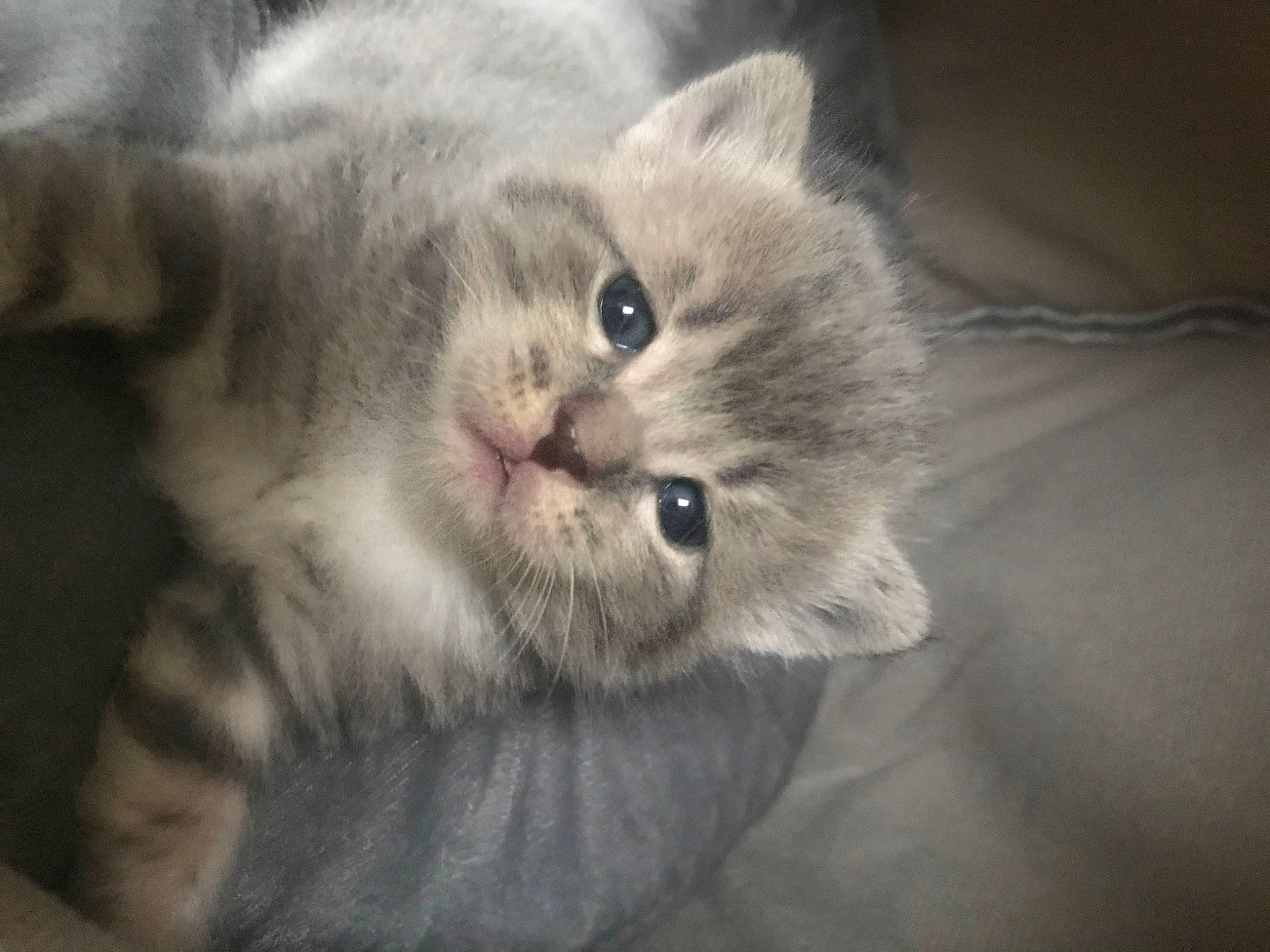 Piper joined the competition — help win amazing prizes! carnivore, cat, chartreux, claw, comfort, domestic_short_haired_cat, ear, eye, felidae, fur, grey, nap, paw, small_to_medium_sized_cats, snout, tail, whiskers