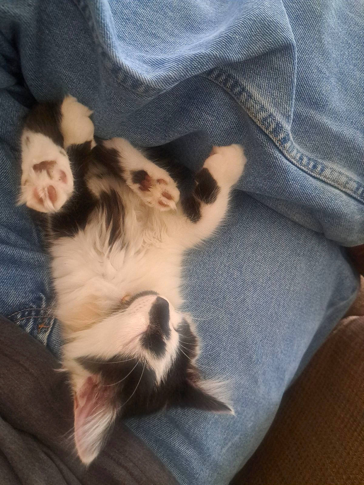 Rosie is registered to the contest to win money with this photo: carnivore, cat, claw, comfort, companion_dog, dog_breed, domestic_short_haired_cat, felidae, foot, fur, gesture, grey, lap, paw, sitting, small_to_medium_sized_cats, sporting_group, tail, whiskers, wood