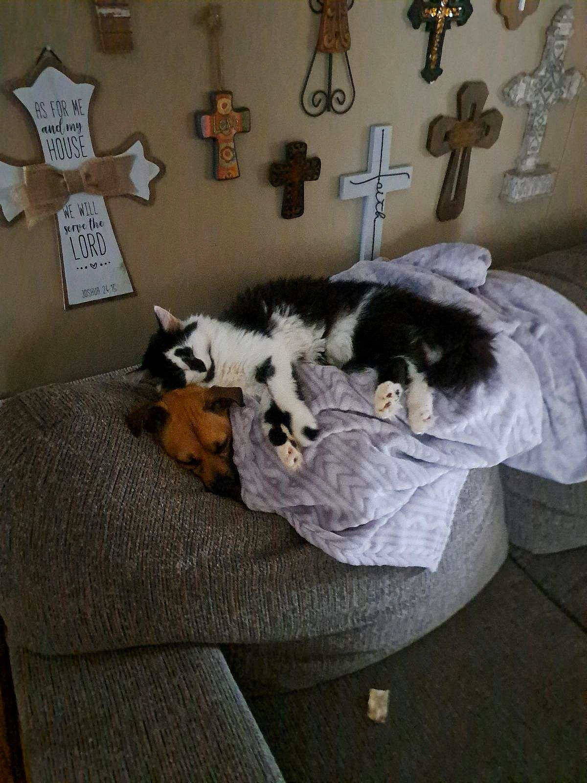 Rosie joined the competition — help win amazing prizes! canidae, carnivore, comfort, companion_dog, couch, cross, dog, dog_breed, felidae, fur, linens, living_room, non_sporting_group, picture_frame, room, small_to_medium_sized_cats, sporting_group, tail, toy_dog, wood