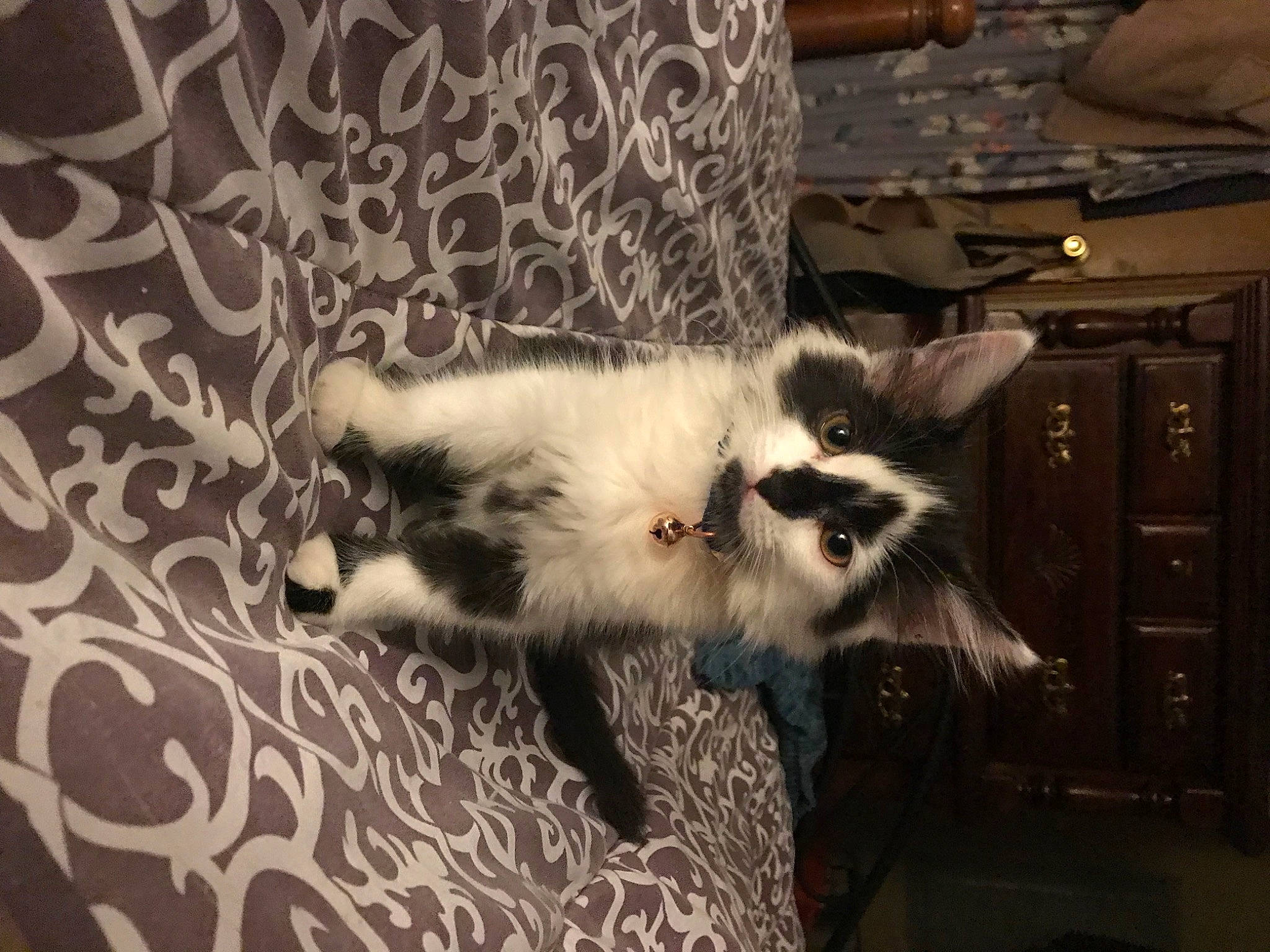 Rosie is registered to the contest to win money with this photo: cabinetry, canidae, carnivore, cat, claw, comfort, companion_dog, domestic_short_haired_cat, felidae, flooring, fur, hardwood, monochrome, monochrome_photography, paw, room, small_to_medium_sized_cats, tail, terrestrial_animal, whiskers