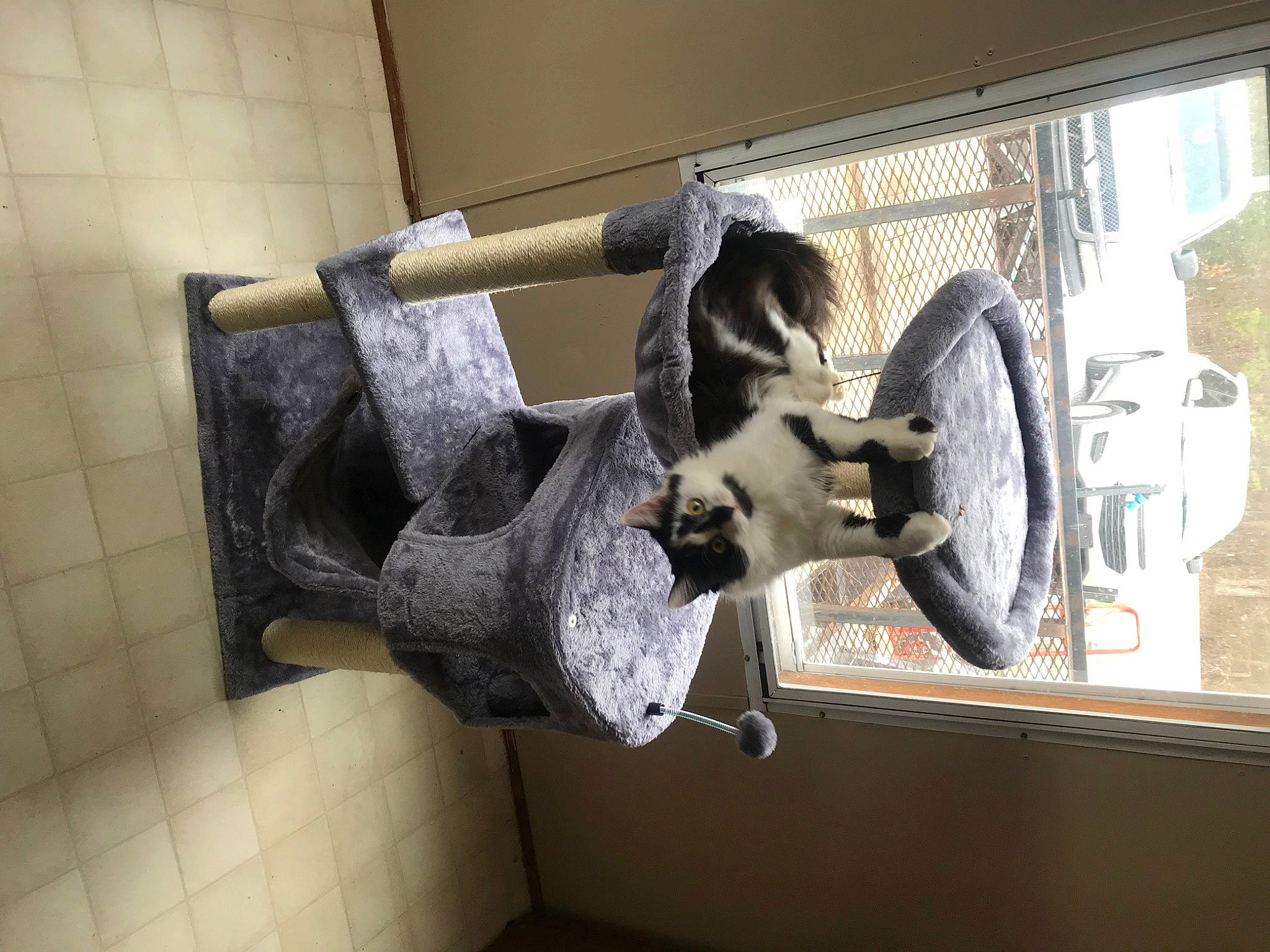 Rosie joined the competition — help win amazing prizes! art, carnivore, felidae, flooring, fur, metal, pet_supply, plumbing, plumbing_fixture, room, sculpture, sink, tail, tap, window, wood