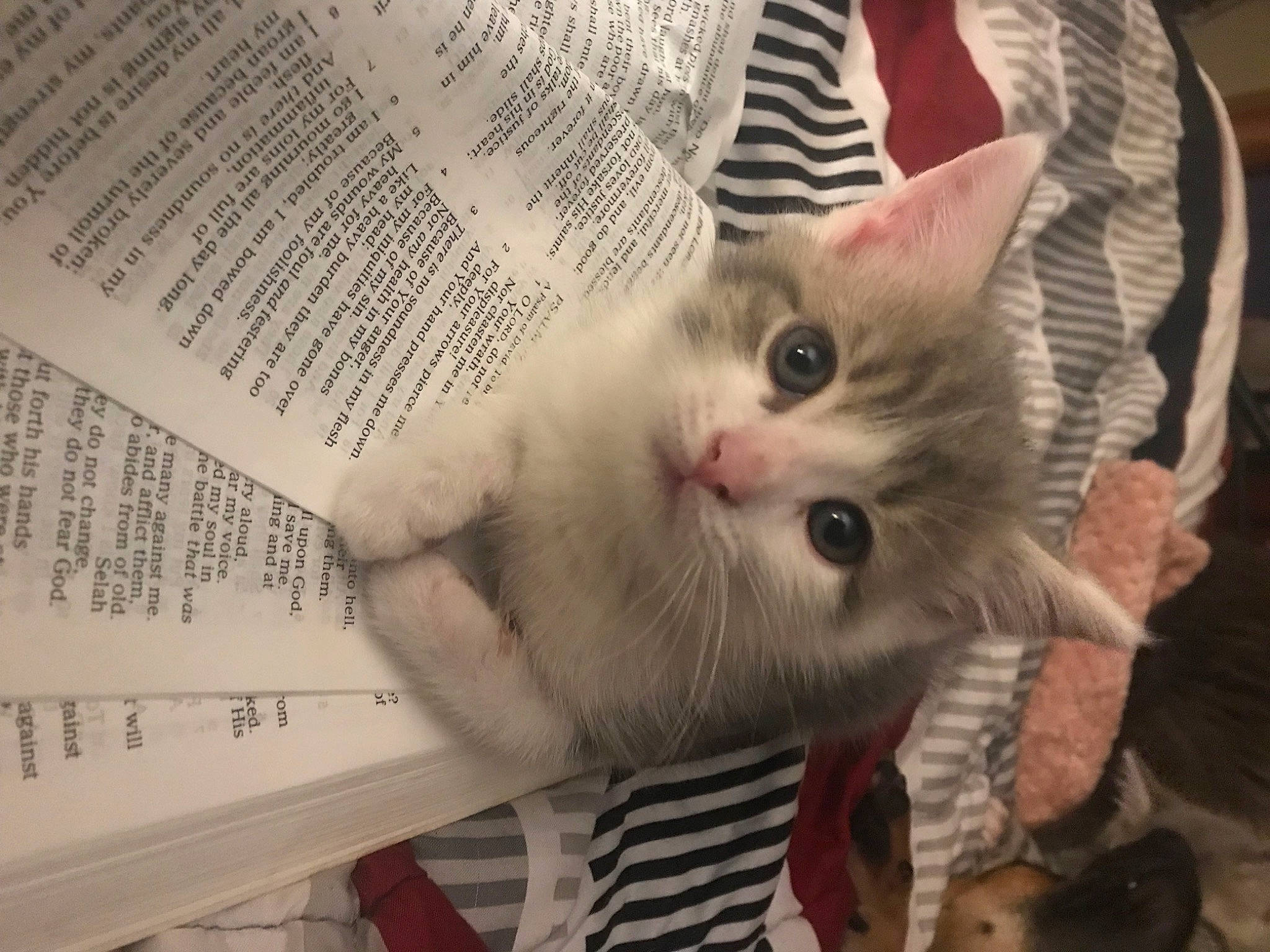 Peter joined the competition — help win amazing prizes! carnivore, cat, claw, domestic_short_haired_cat, ear, fawn, felidae, font, fur, gesture, nail, paper, paper_product, paw, publication, small_to_medium_sized_cats, whiskers