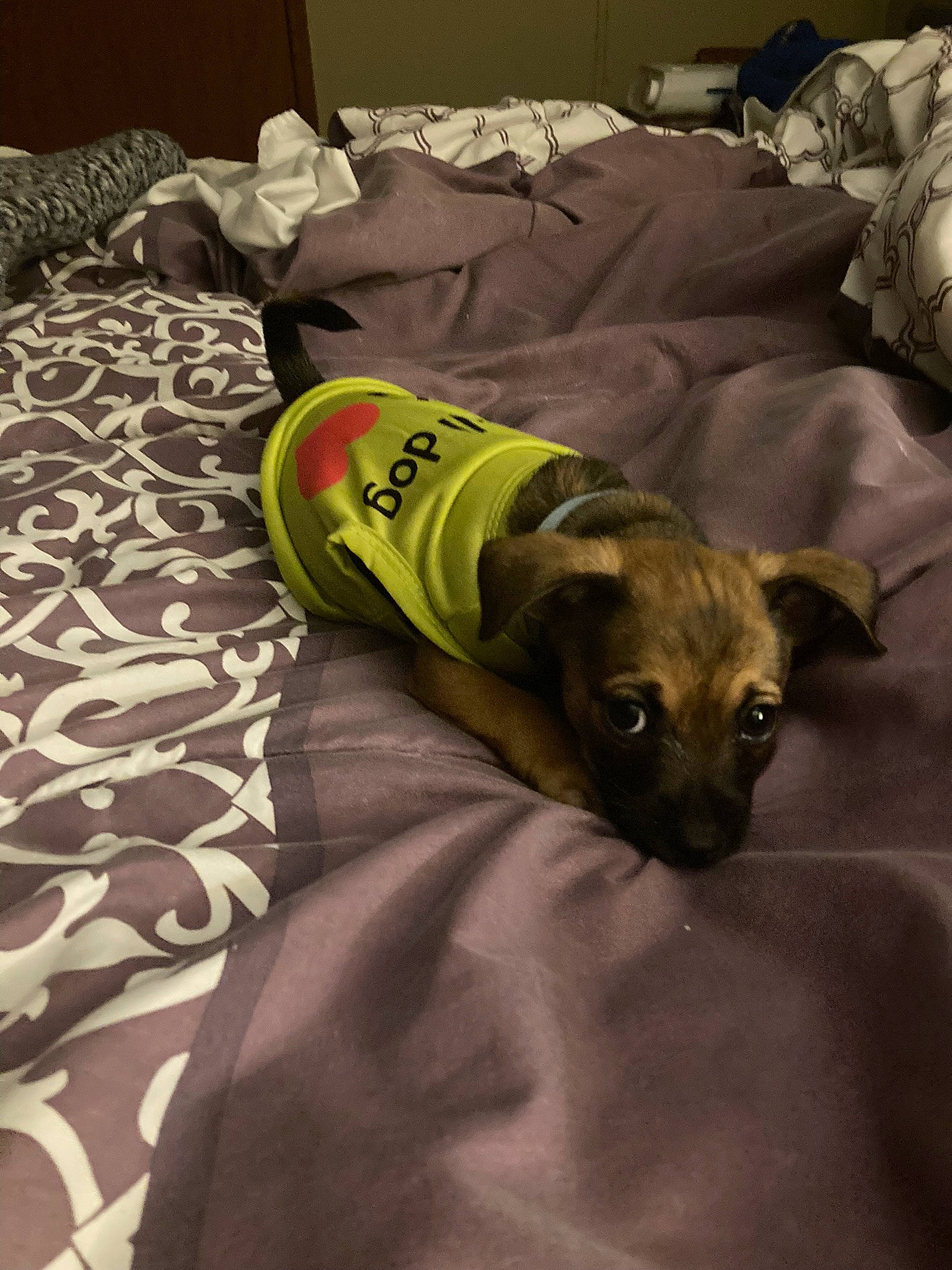 Judah is registered to the contest to win money with this photo: canidae, carnivore, comfort, companion_dog, dog, dog_breed, dog_clothes, dog_supply, fawn, guard_dog, linens, non_sporting_group, pet_supply, rampur_greyhound, sporting_group, tail, terrestrial_animal, toy_dog, whiskers, working_animal