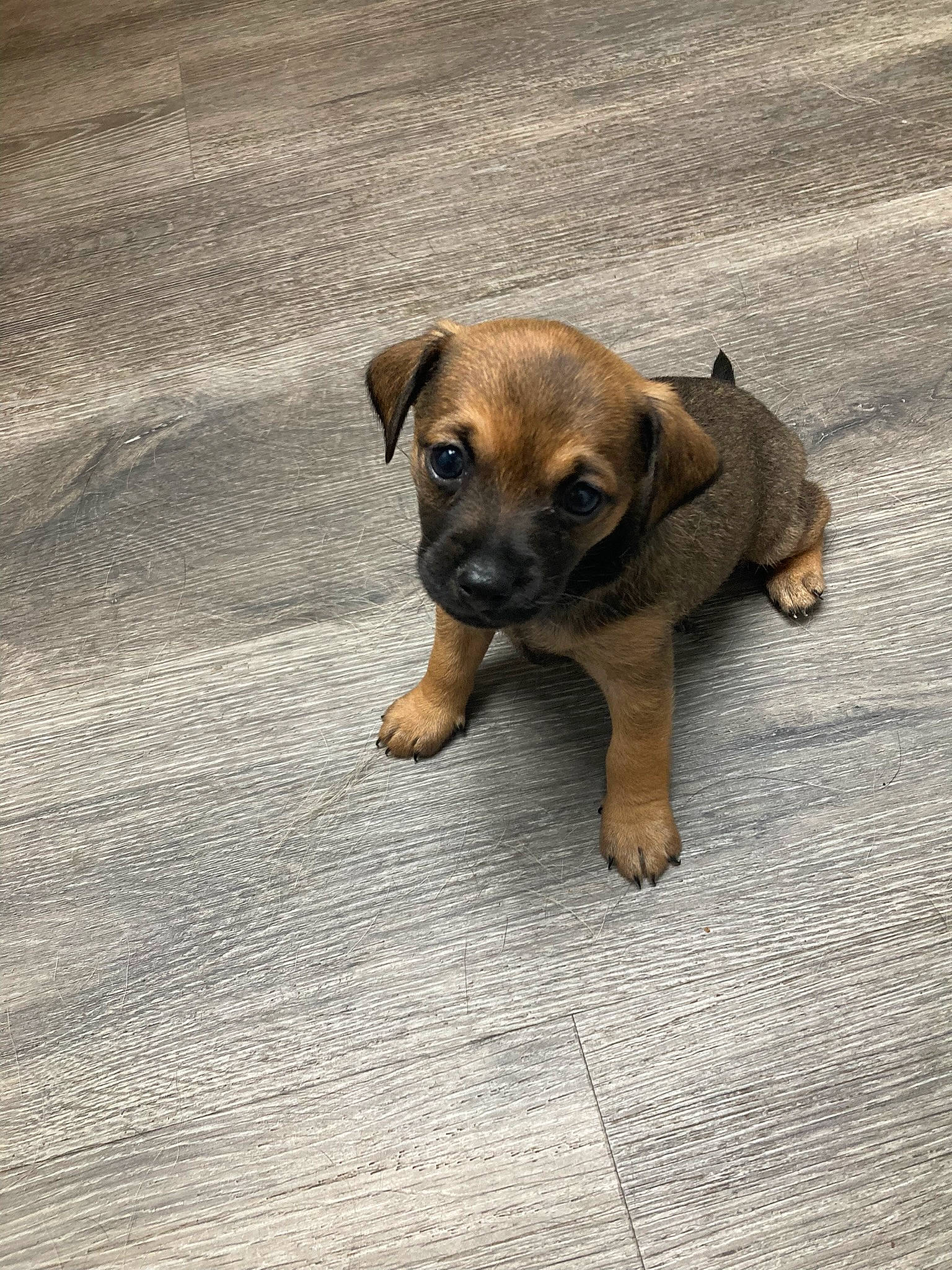 Judah is registered to the contest to win money with this photo: canidae, carnivore, companion_dog, dog, dog_breed, fawn, flooring, paw, puppy, road_surface, snout, sporting_group, terrestrial_animal, toy_dog, working_animal