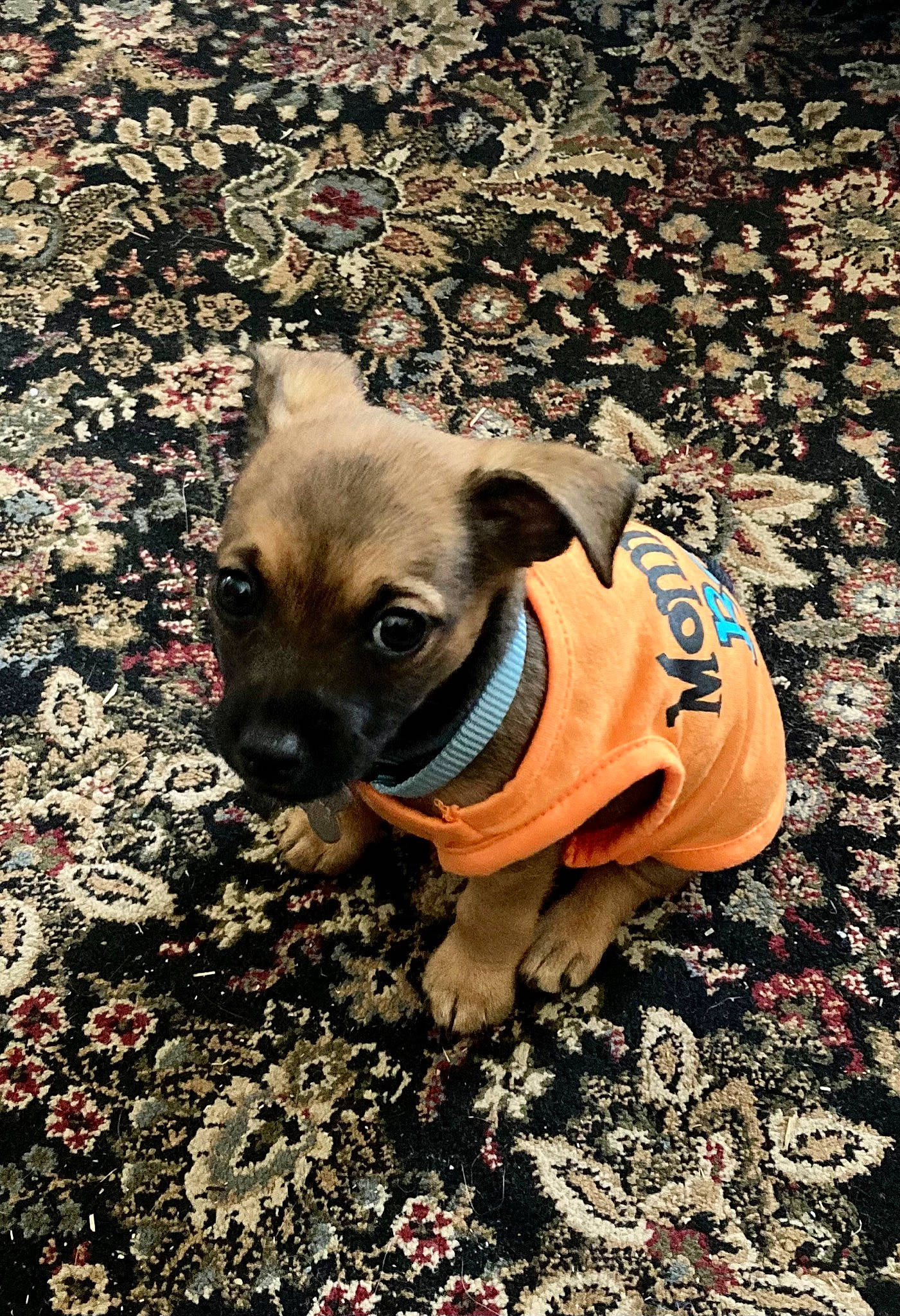 Judah joined the competition — help win amazing prizes! brown, carnivore, chihuahua, companion_dog, dog, dog_breed, dog_clothes, dog_supply, fawn, grass, mammal, plant, snout, soil, sporting_group, sunglasses, toy_dog, vertebrate, whiskers, working_animal