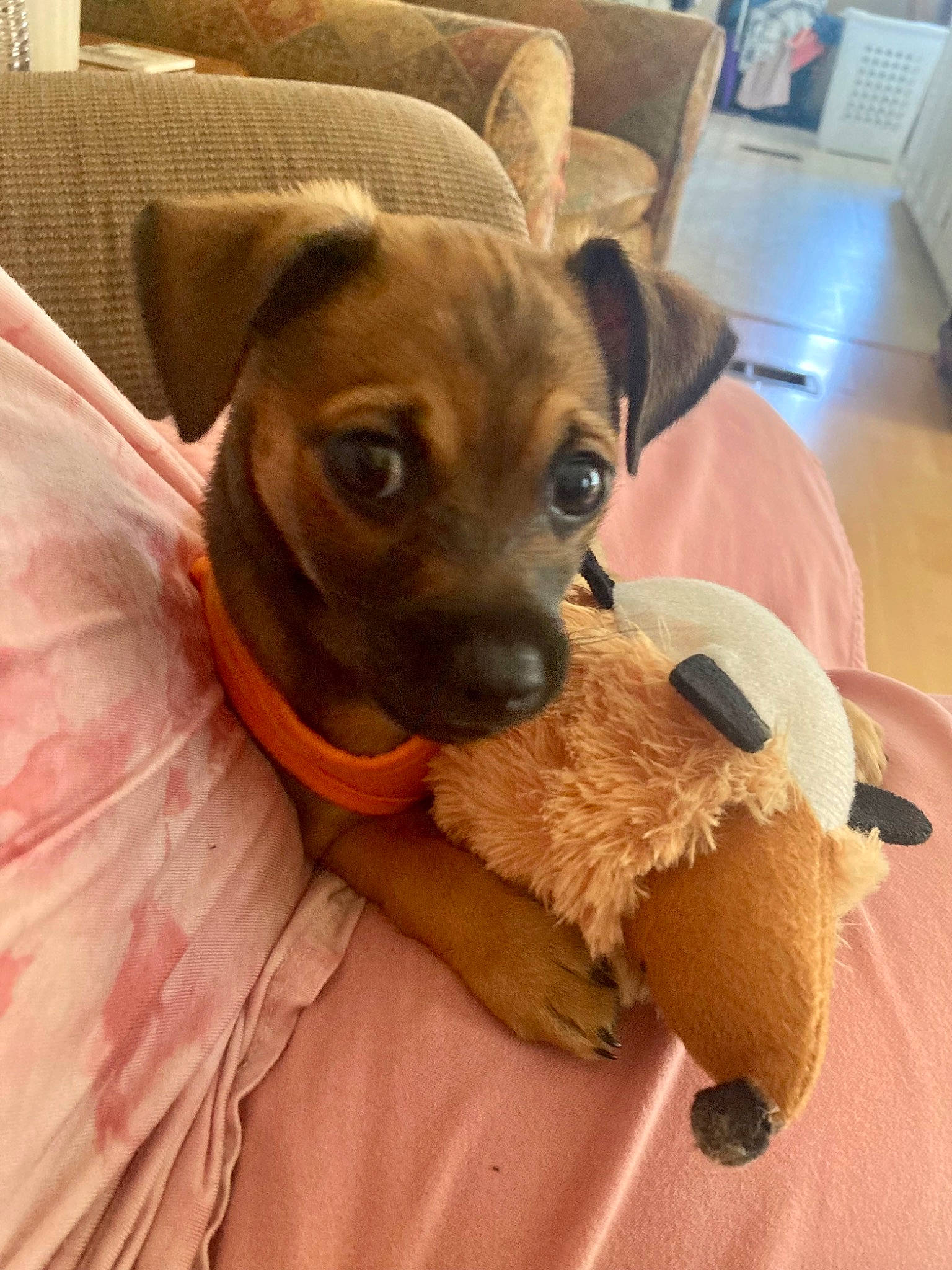 Judah is registered to the contest to win money with this photo: canidae, carnivore, chihuahua, comfort, companion_dog, dog, dog_breed, dog_clothes, dog_supply, ear, fawn, fur, linens, liver, paw, snout, sporting_group, toy_dog, whiskers, working_animal