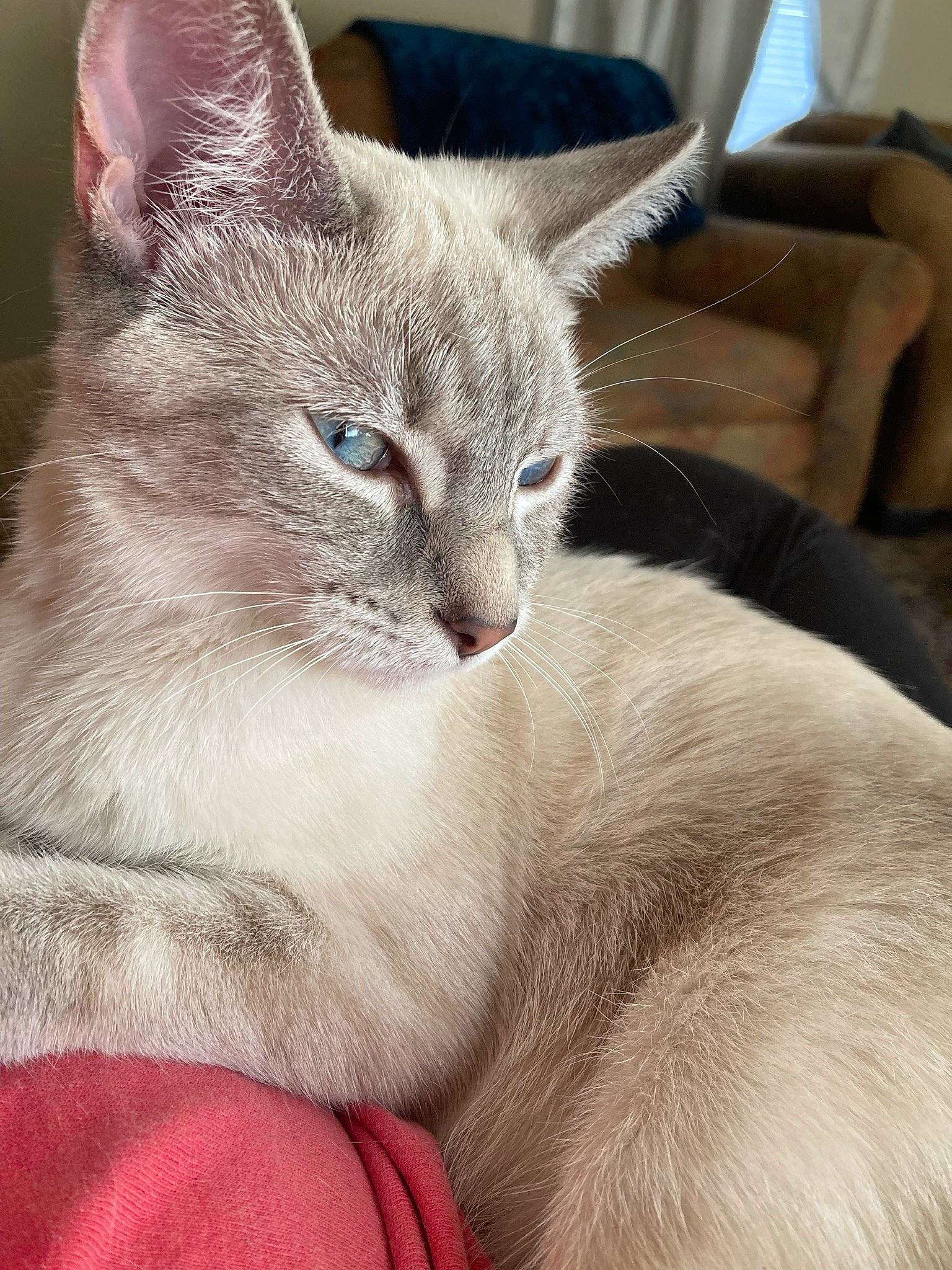 Coconut joined the competition — help win amazing prizes! carnivore, cat, cat_bed, cat_supply, claw, comfort, domestic_short_haired_cat, felidae, fur, nap, paw, small_to_medium_sized_cats, snout, tail, whiskers