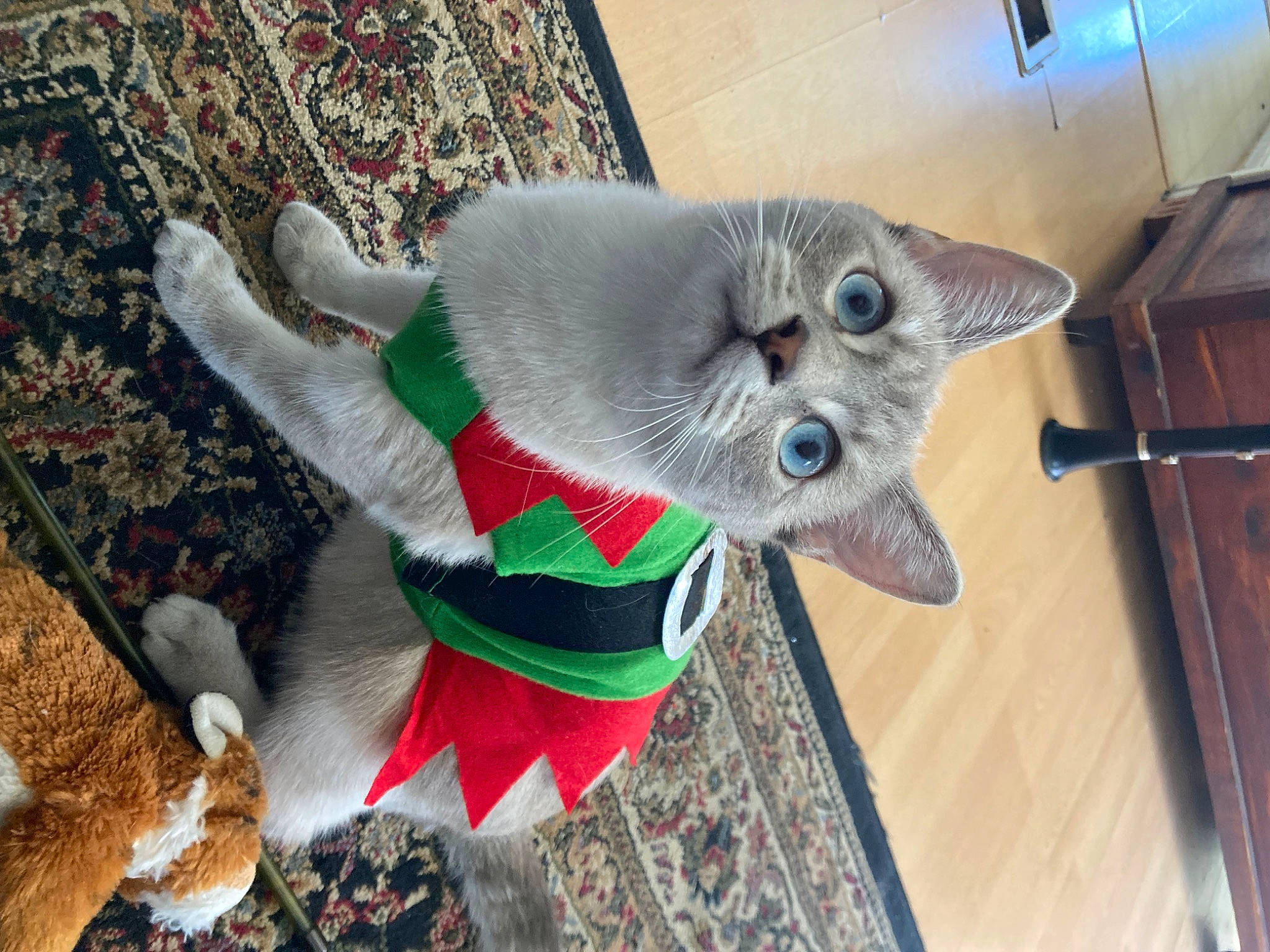 Coconut is registered to the contest to win money with this photo: art, carmine, carnivore, cat, christmas_ornament, domestic_short_haired_cat, fawn, felidae, fictional_character, fur, holiday, ornament, pattern, russian_blue, small_to_medium_sized_cats, snout, stuffed_toy, tail, whiskers, wood