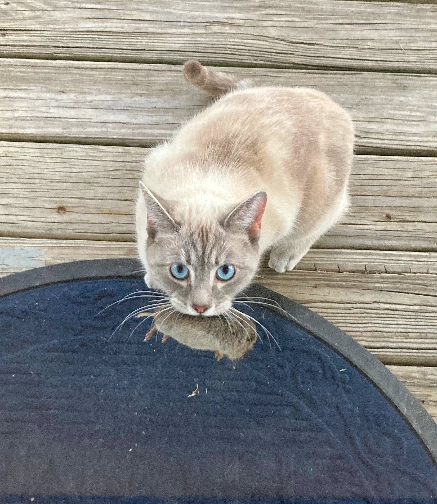 Coconut joined the competition — help win amazing prizes! carnivore, cat, claw, comfort, domestic_short_haired_cat, electric_blue, fawn, felidae, fur, hardwood, paw, photo_caption, plank, sitting, small_to_medium_sized_cats, snout, tail, terrestrial_animal, whiskers, wood